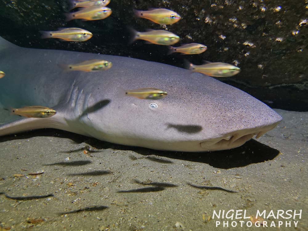 Blind Shark by Nigel Marsh