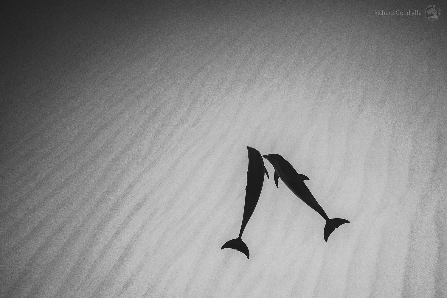 Underwater Black and White. Shot by  Richard Condlyffe, USA - Two Spotted Dolphins