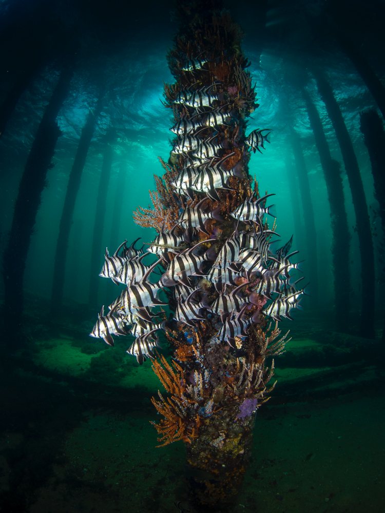 Amanda Blanksby, Guru Grand Winner - Underwater Tour Award Winner 2021