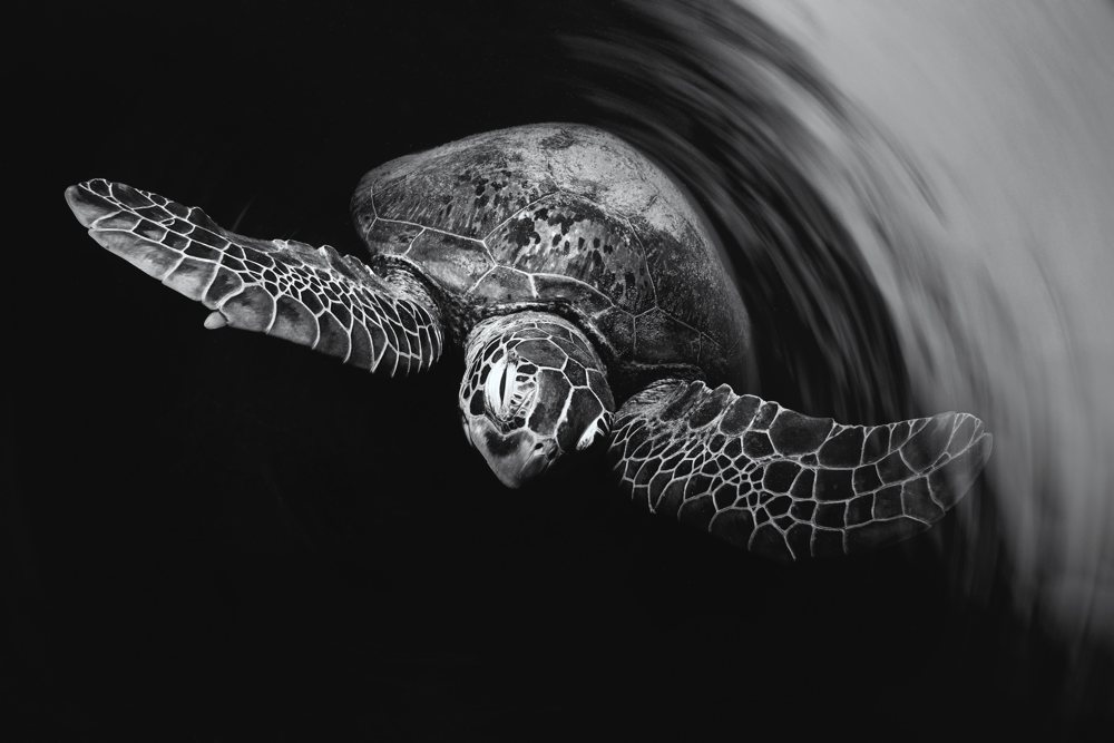 Underwater Black and White - Kristian Laine - Black and White Ghosts. Lady Elliot Island, Australia
