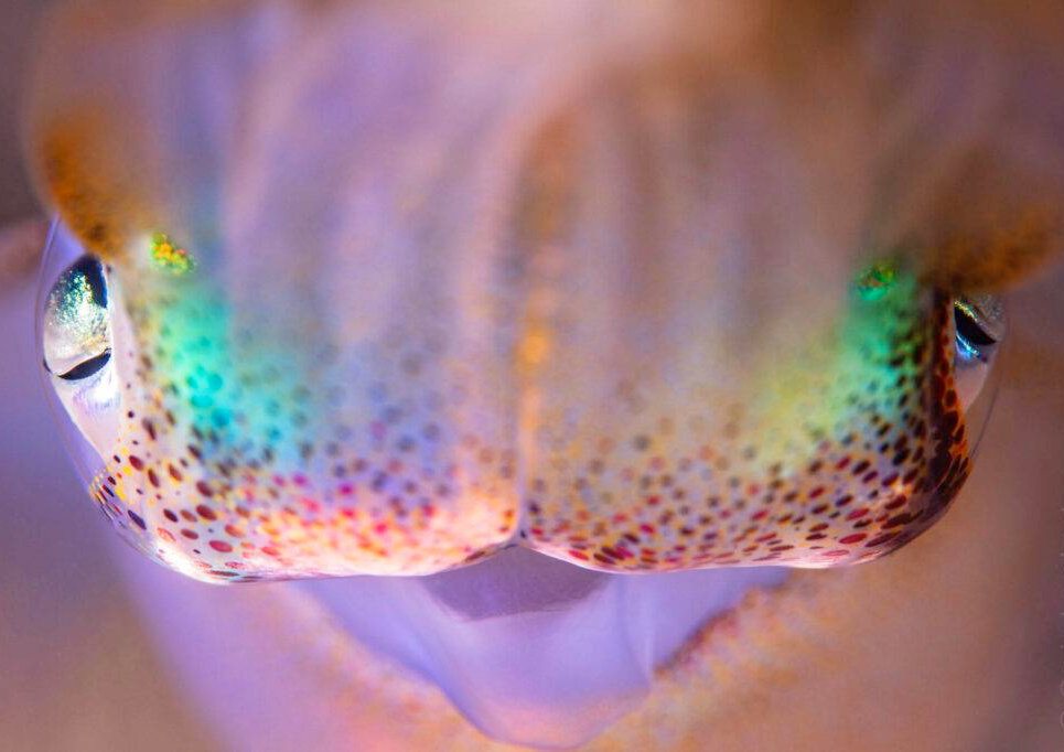 Juvenile Squid are attracted to my lights when I dive at night. Chowder Bay, Sydney, Australia. underwater Tour Awards 2021