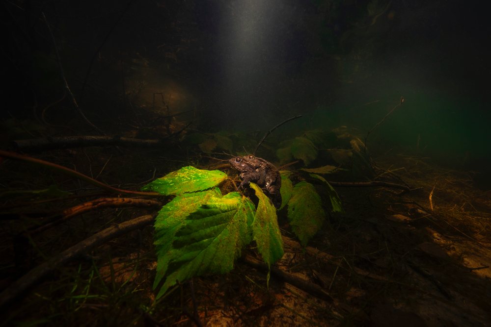 Underwater Characters - Luc Rooman - Belgium. Mating toads caught by a sunbeam. Underwater Tour Awards 2021