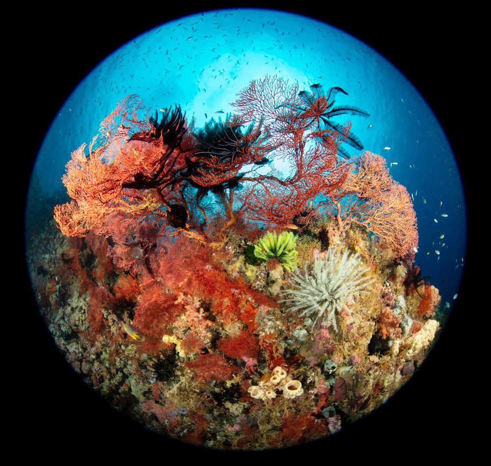Underwater Scenes - Wayne Osborn. Wakatobi, Sulawesi, Indonesia. Underwater Tour Awards 2021